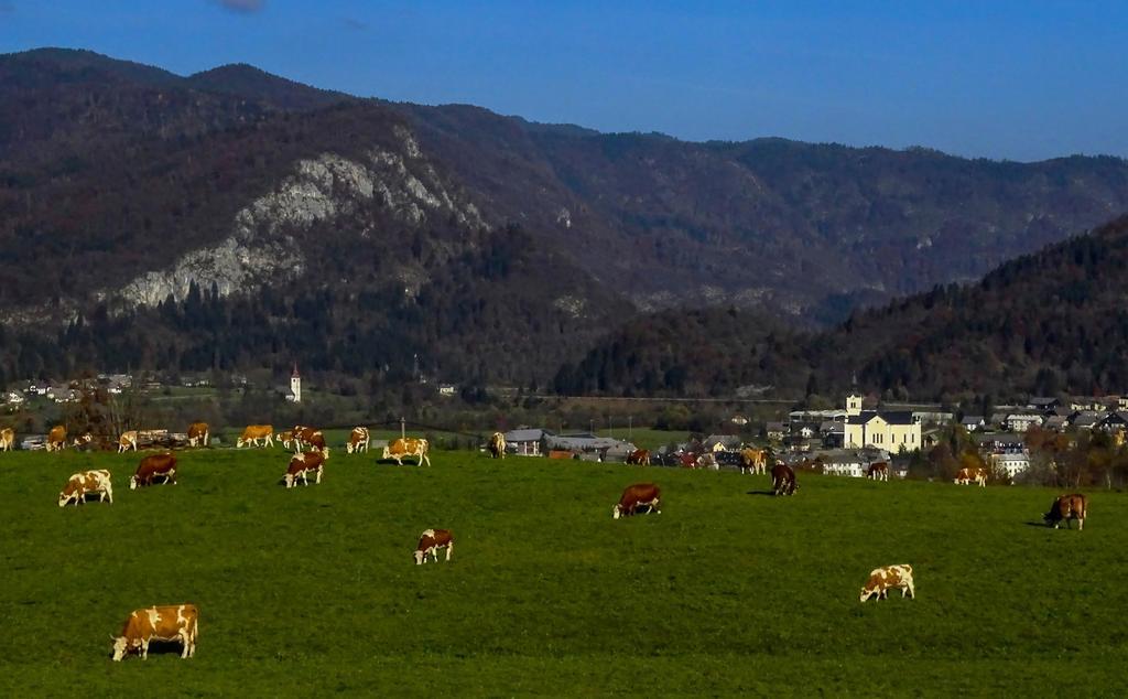 Apartments Zorc Bohinj Eksteriør billede